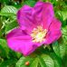 Peggy Dahl - Facebook
