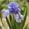 Peggy Denson - @peggy.denson - TikTok