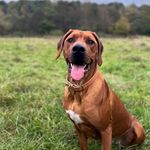 Peggy Dickson - @peggythelionwoof - Instagram