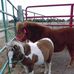 Peggy Dougherty - Facebook