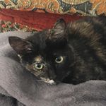 Peggy Downing - @street_cats_of_morocco - Instagram