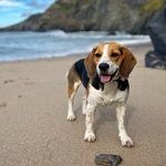 Peggy 🏴󠁧󠁢󠁷󠁬󠁳󠁿 - @peggy.the.adventure.beagle - Instagram