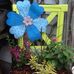 Peggy Eckert - Facebook