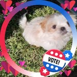 Peggy Edlin - @hobbiehorse921 - Instagram