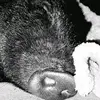 bob le porc - @peggyferrier - TikTok