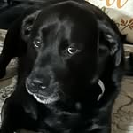 Peggy Flannery - @bearmom343 - Instagram