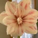 Peggy Fleck - @peggy.fleck - Instagram