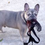 peggy flint - @peggyflintfrenchies - Instagram