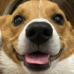 peggy geer - @peggy_sue_the_corgi - Instagram