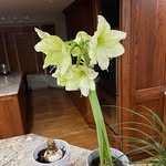 Peggy Greening Gregory - @peggygreeninggregory - Instagram