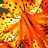 peggyhardman - @peggyhardman - TikTok