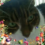 Peggy Harrold - Facebook