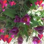 Peggy Hearn - @peggy.hearn.33 - Instagram