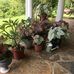 Peggy Hearn - Facebook