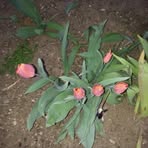 Peggy Hedges - Facebook