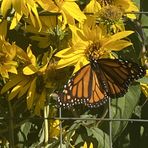 Peggy Holmes - Facebook