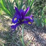 Peggy Holmes Manning Allin - @manningallin - Instagram