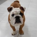 Peggy_Bulldog_ingles - @peggy_bulldog_ingles - Instagram