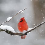 Peggy Irving - Facebook