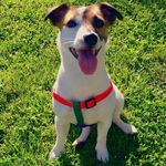 Peggy - @peggy.jackrussell - Instagram