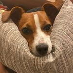 Peggy - @peggy_jackrussell12 - Instagram