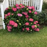 Peggy Jacobs - @peggyjacobs27 - Instagram