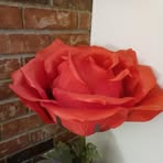 Peggy Jenny - Facebook