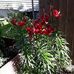 Peggy Kenyon - Facebook