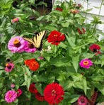 Peggy Laws - Facebook