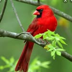 Peggy Lawson - @peggylawsoncardinal - Instagram