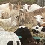 Peggie Ledbetter - @miniature_donkey1998 - Instagram