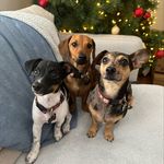 Peggy, Lilly & Bruno - @peggy_lilly_bruno - Instagram