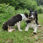 Peggy & Logan - @peggy_and_logan_border_collies - Instagram