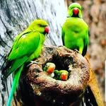 Peggy Low - @animalandia2024 - Instagram