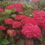 Peggy Lucey - Facebook