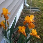 Peggy Lutton - Facebook