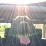 Peggy Sue Lyle - @peggy_the_pudgy_puggle - Instagram