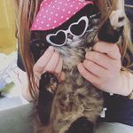Peggy Mainecoon - @peggy_the_mainecoon - Instagram