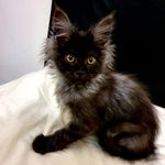 Peggy - @peggy.mainecoon - Instagram