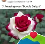 Peggy Marek - Facebook