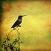 Peggy Markham - Facebook