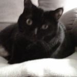 Peggy Masters - @_.the.crazy.cat.lady._ - Instagram