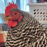 Peggy McGee - @peggy.mcgee - Instagram