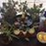 Peggy McGee - @peggyplantlady - Instagram