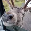 Peggy Mclean - @peggy.mclean - TikTok