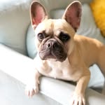 Peggy Mitchell - @peggymitchell_thefrenchie - Instagram