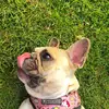 Peggy Mitchell - @peggymitchellthefrenchie - TikTok