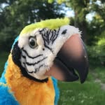 Peggy Mitchell - @peggy_parrot - Instagram