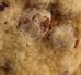 Peggy Nagy Cookies. - Facebook