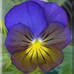 Peggy Ogletree - @peggyogletree - Instagram